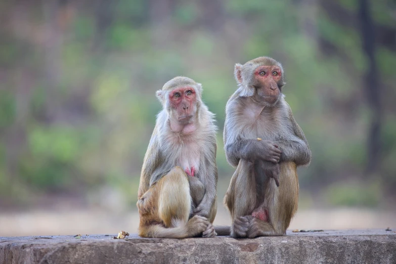 two monkeys sit next to each other, with one of them holding its feet on another