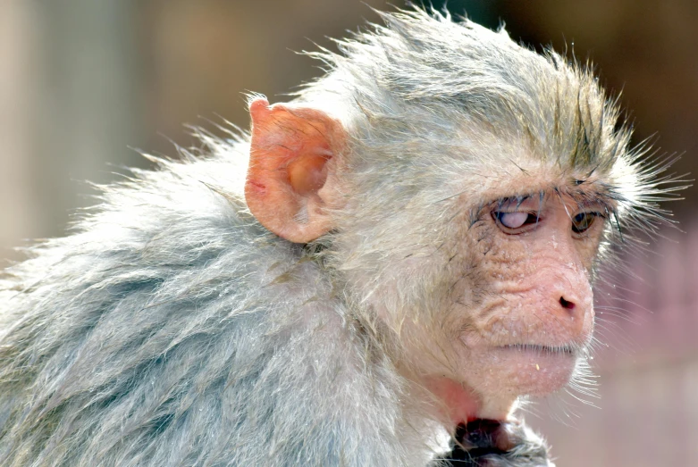 a monkey with a pink earband and an eye patch