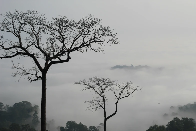 a couple of trees on a hill with a sky in the background