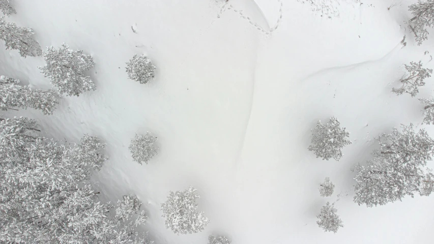 an aerial view of trees covered with snow