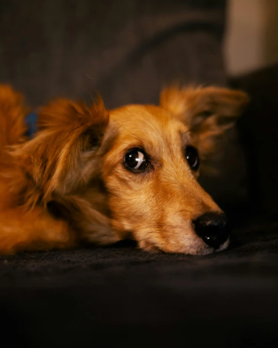 a close up view of a dog lying on a couch