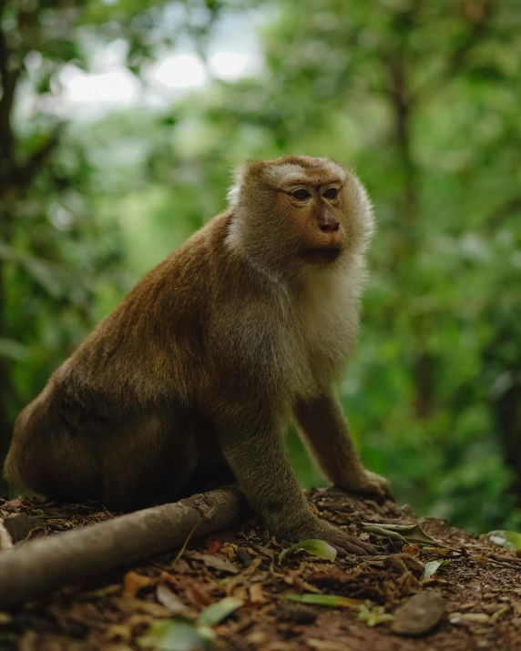 a monkey with one foot on the ground and another hand on his chest