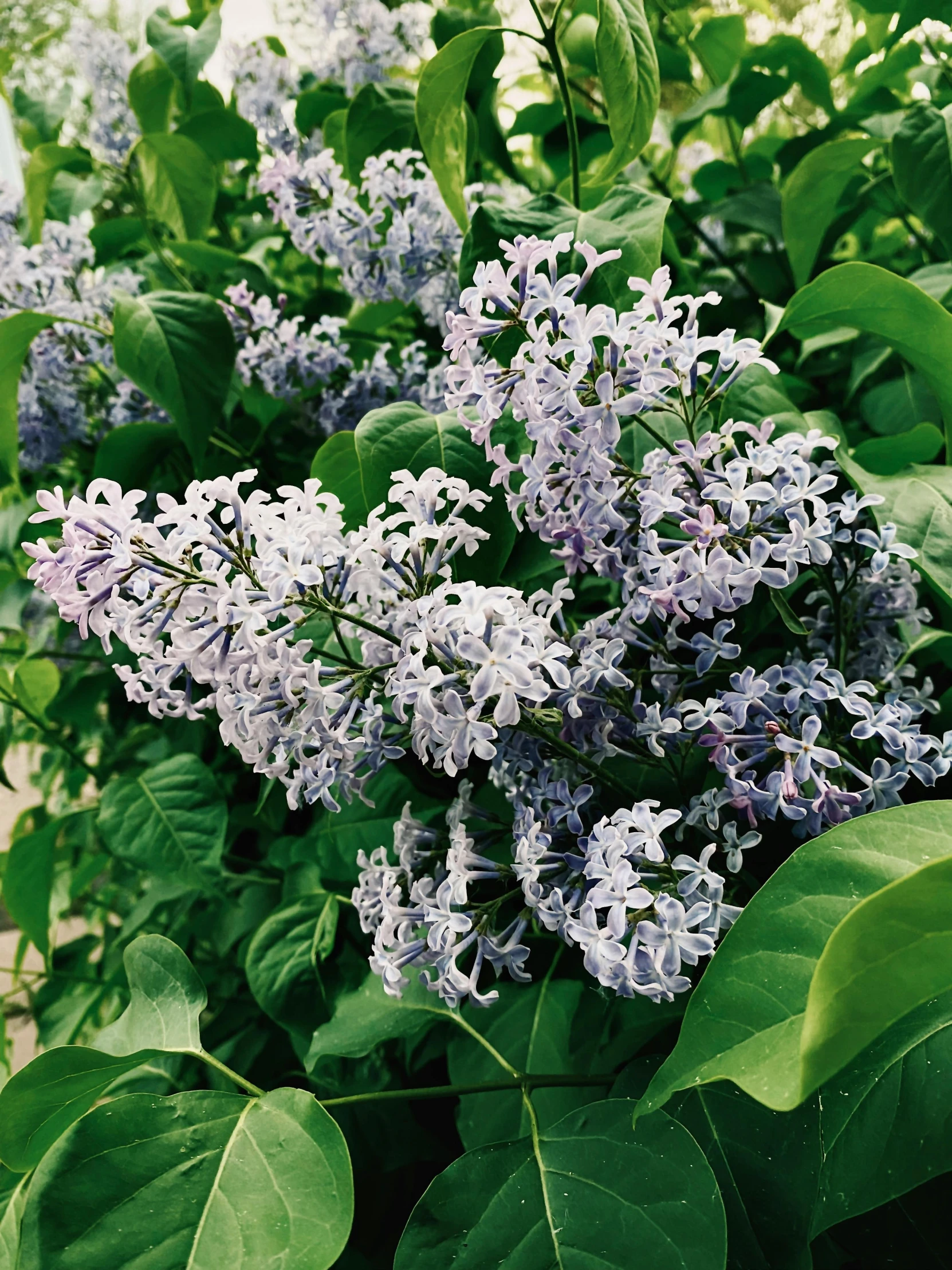 purple and white flowers on some nches