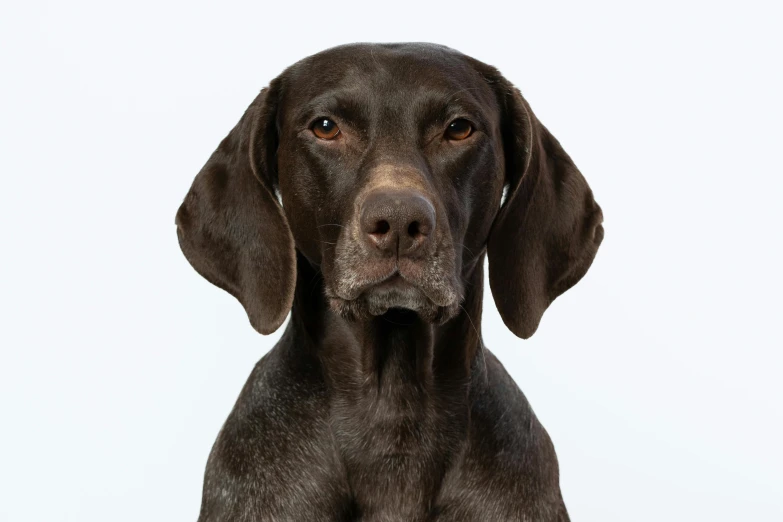 a dog sitting down with its head cocked and a smile on his face