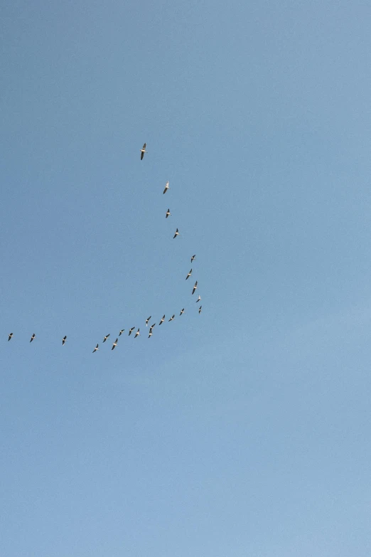 a large group of birds are flying together