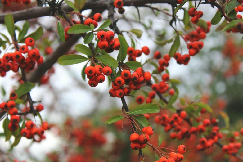 close up of nches with berries on it