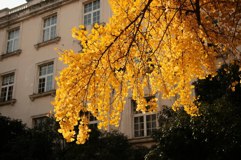 the building is behind many leaves and has large windows