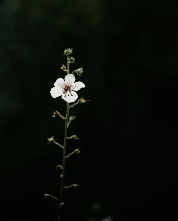 the white flower is ready for picking