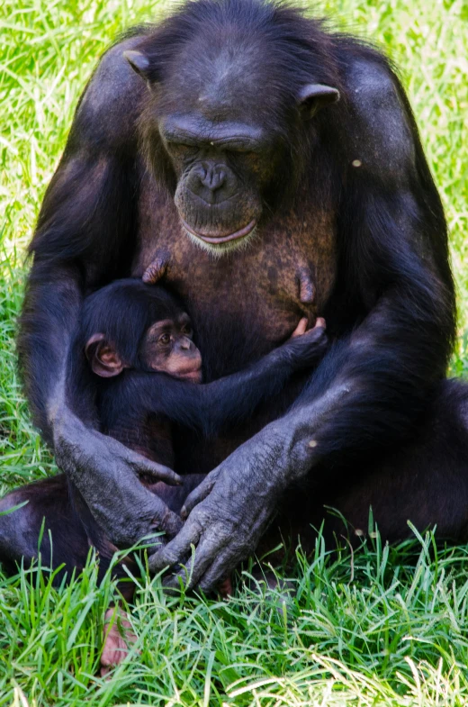 an adult oranguel sits with a baby in the grass