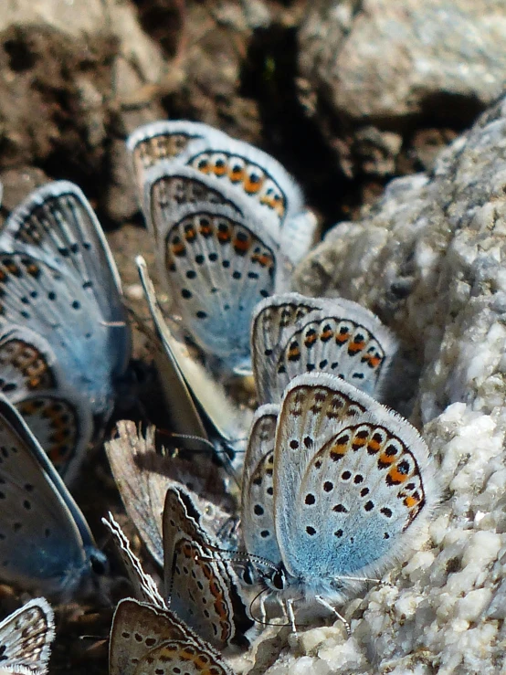 some blue erflies are sitting in the rock