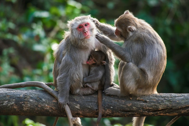 three monkeys sitting on a tree nch and one is touching the back