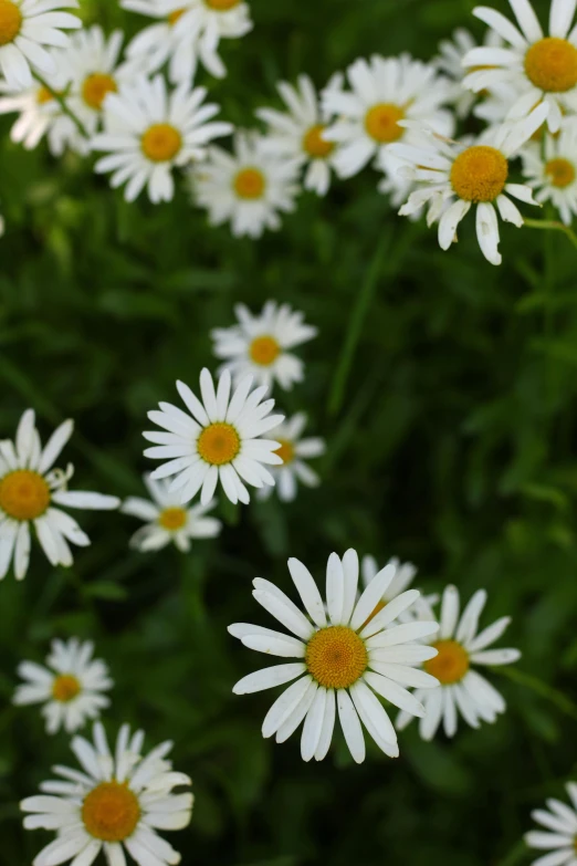 some flowers in a flower garden by the sidewalk