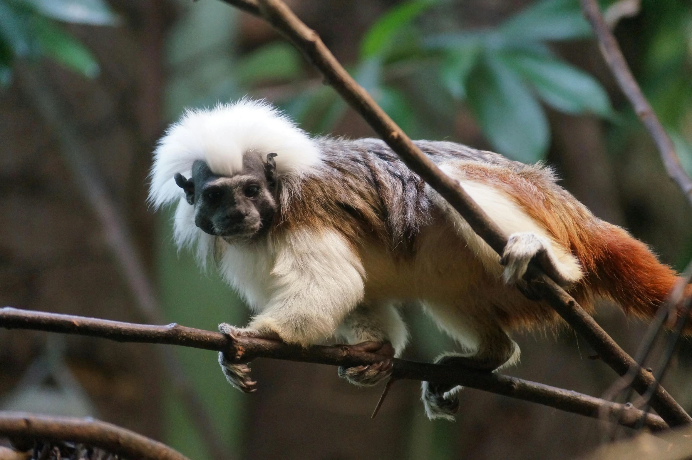 a white and brown monkey perched on a nch