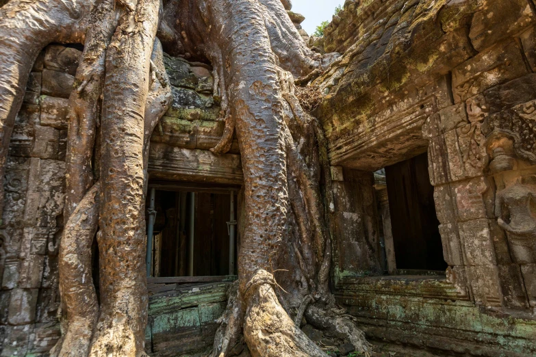 some big rocks that have a tree growing on them