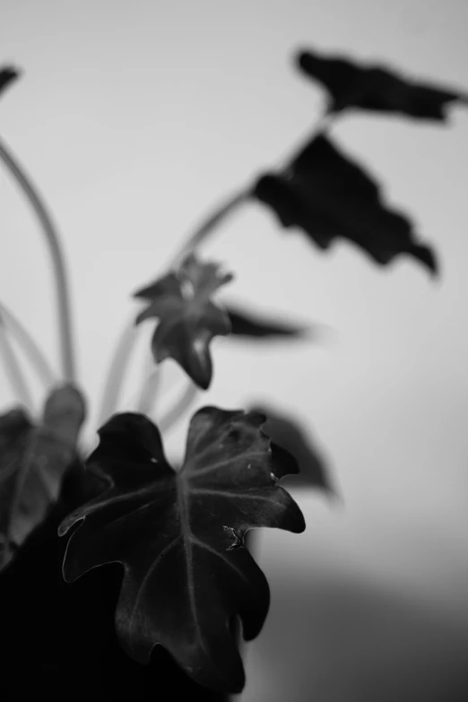 the back of a black vase holding a plant in it