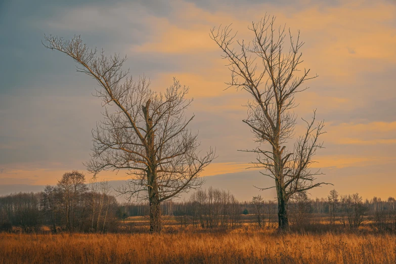 the trees are in an open field against the sunset sky