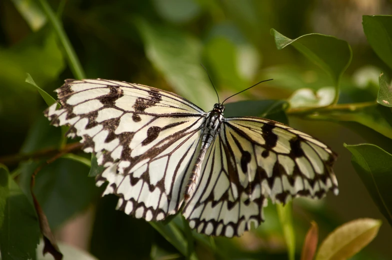 a erfly perched on a green nch in a field