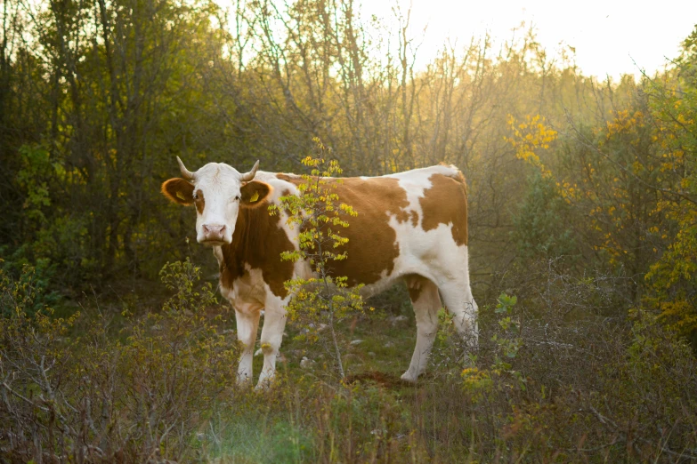 an image of a brown and white cow standing in a forest