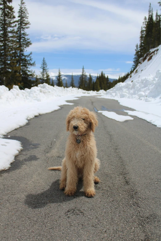 a small dog sitting on a road near snow