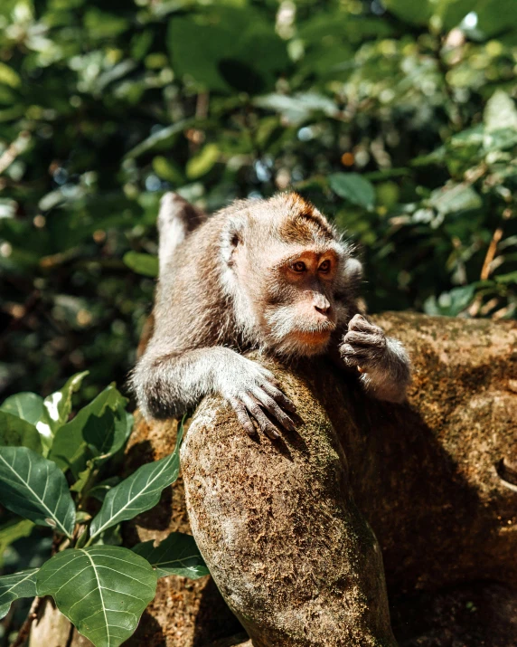 a monkey resting on the tree nch looking for some food