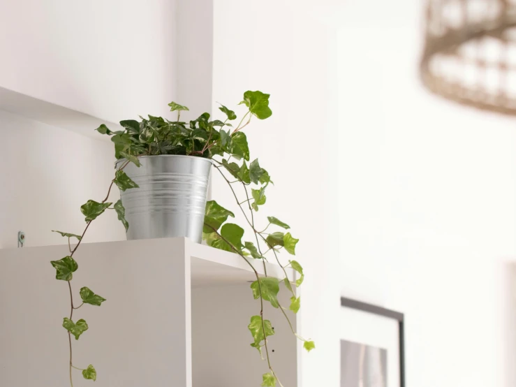 green plants growing up and on top of a white box