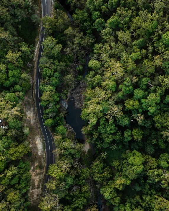 a curved road is between trees and a forest