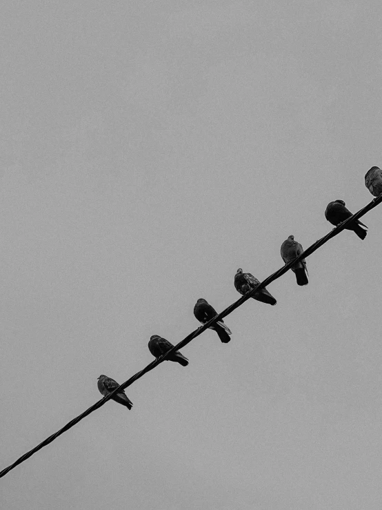 several birds are perched on wires on a cloudy day