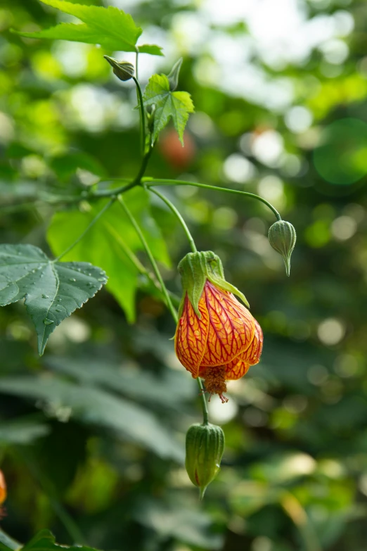 a close up of some green leaves and flowers