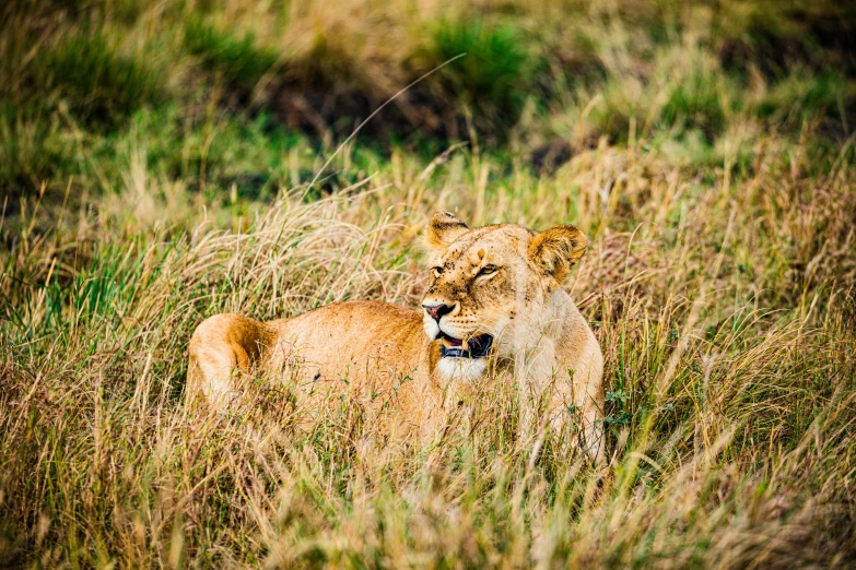 a large, adult lion resting in the grass