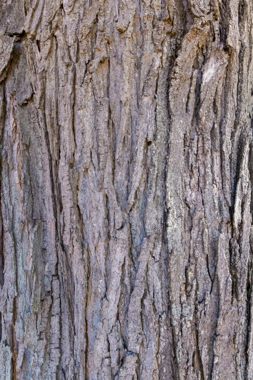 a black and white po of bark on a tree