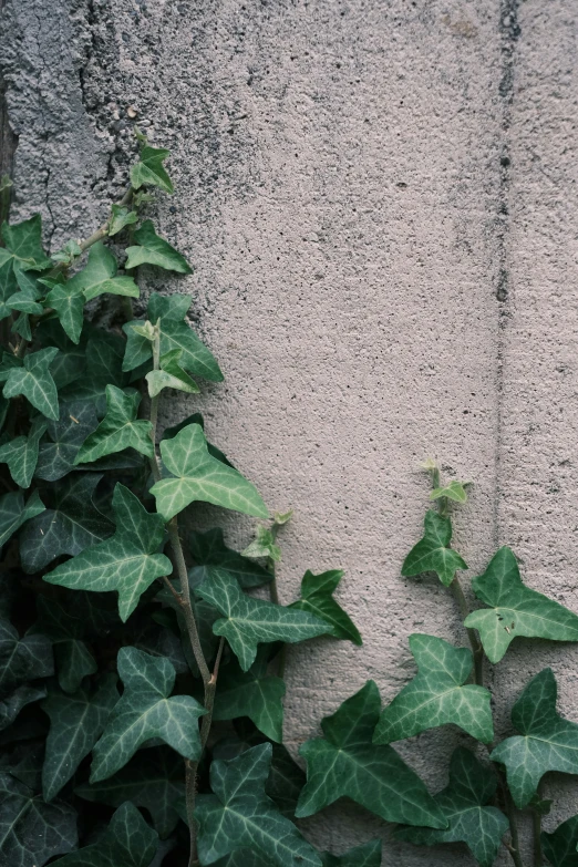 an ivy growing on a wall with no leaves