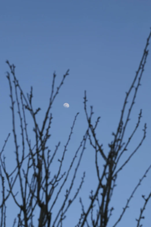 a crescent seen in the distance in front of a tree