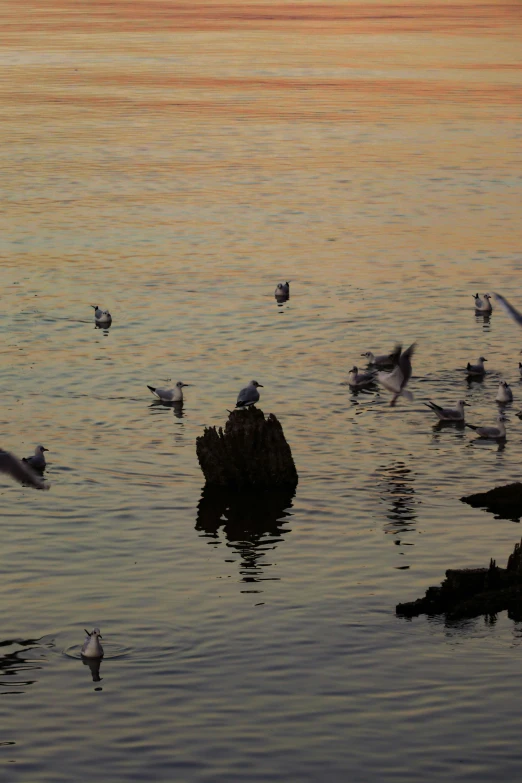 birds are sitting on a rock in the water