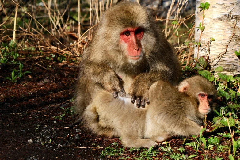 two monkeys sit on the ground near a tree