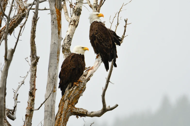 two eagle sit in a tree with no leaves