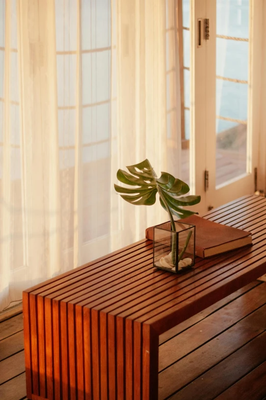 there is a plant sitting on a coffee table