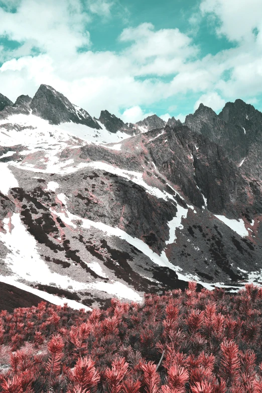 some snowy mountains and bushes with red foliage on them