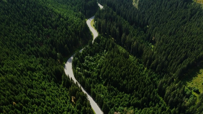 a road running between two huge forest trees