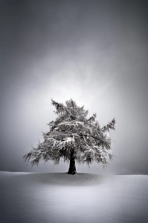 tree in the middle of snow field during winter