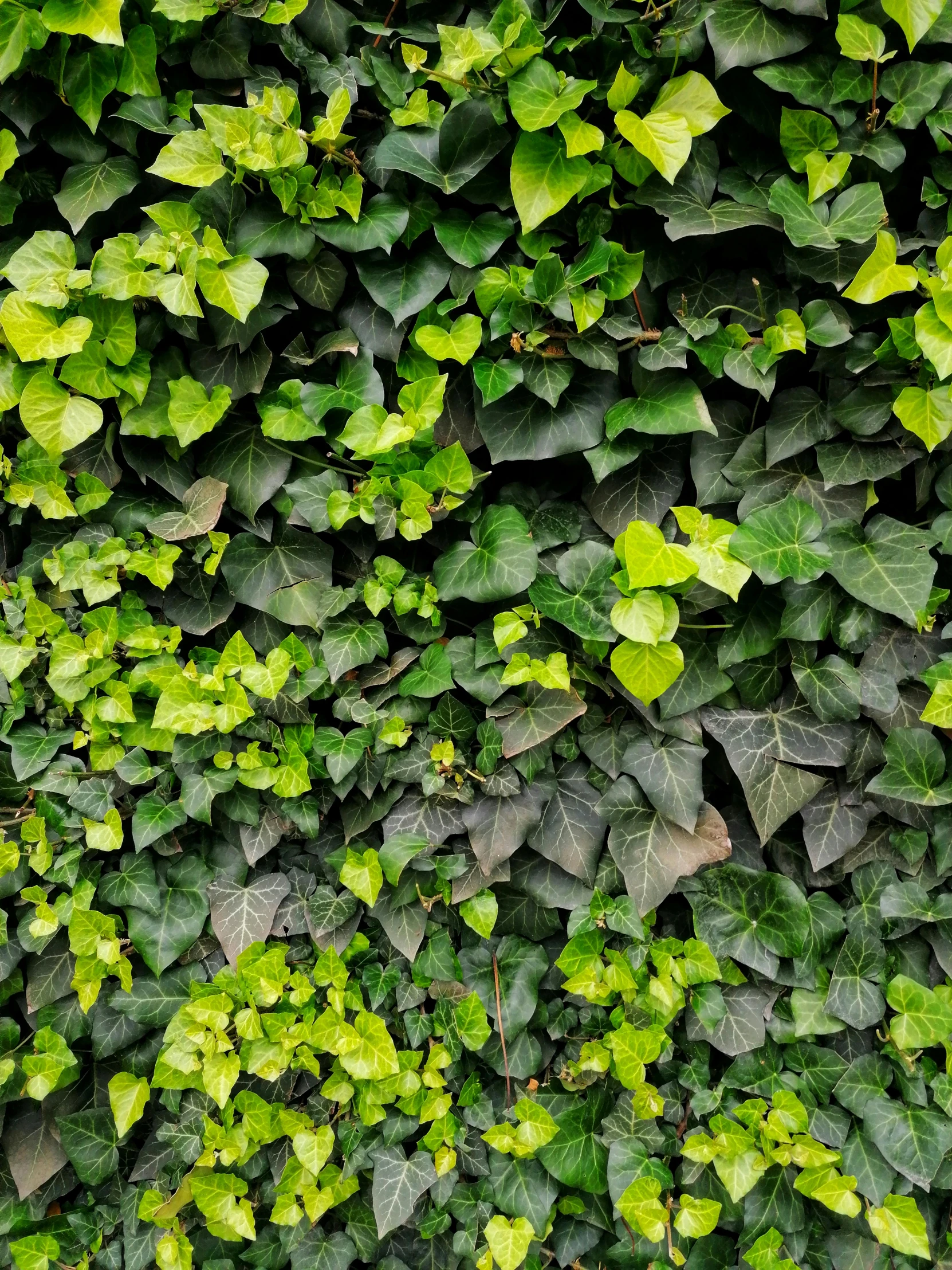 a wall covered in lots of leaves on a building