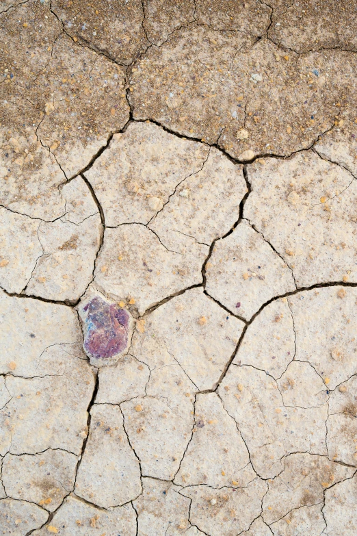 a  in the earth with some plants growing on it