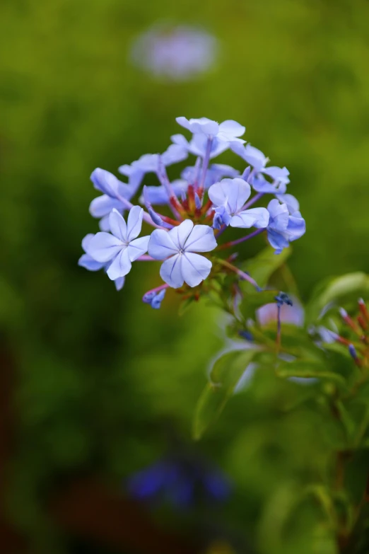 closeup of blue flowers with stems on blurry background