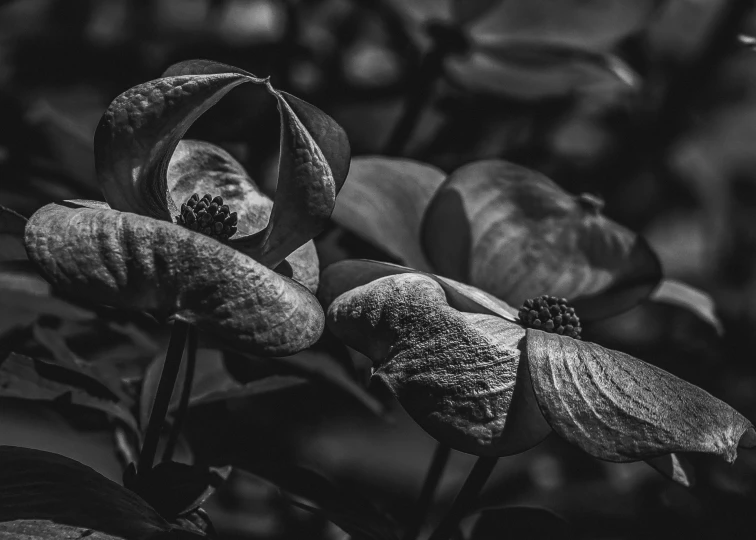 a small black and white flower