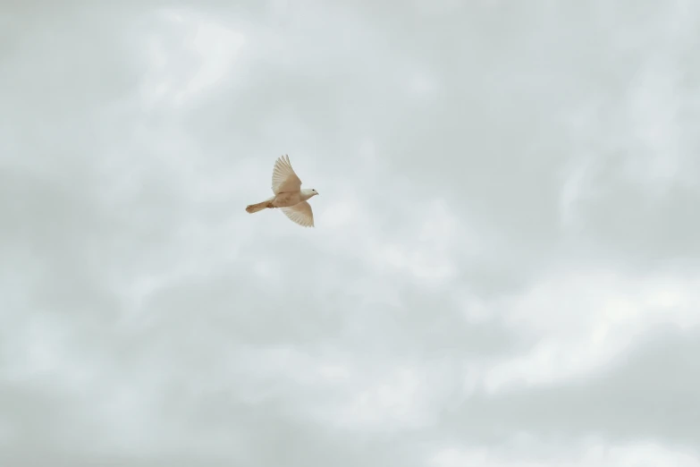 an up close s of a bird flying in the sky