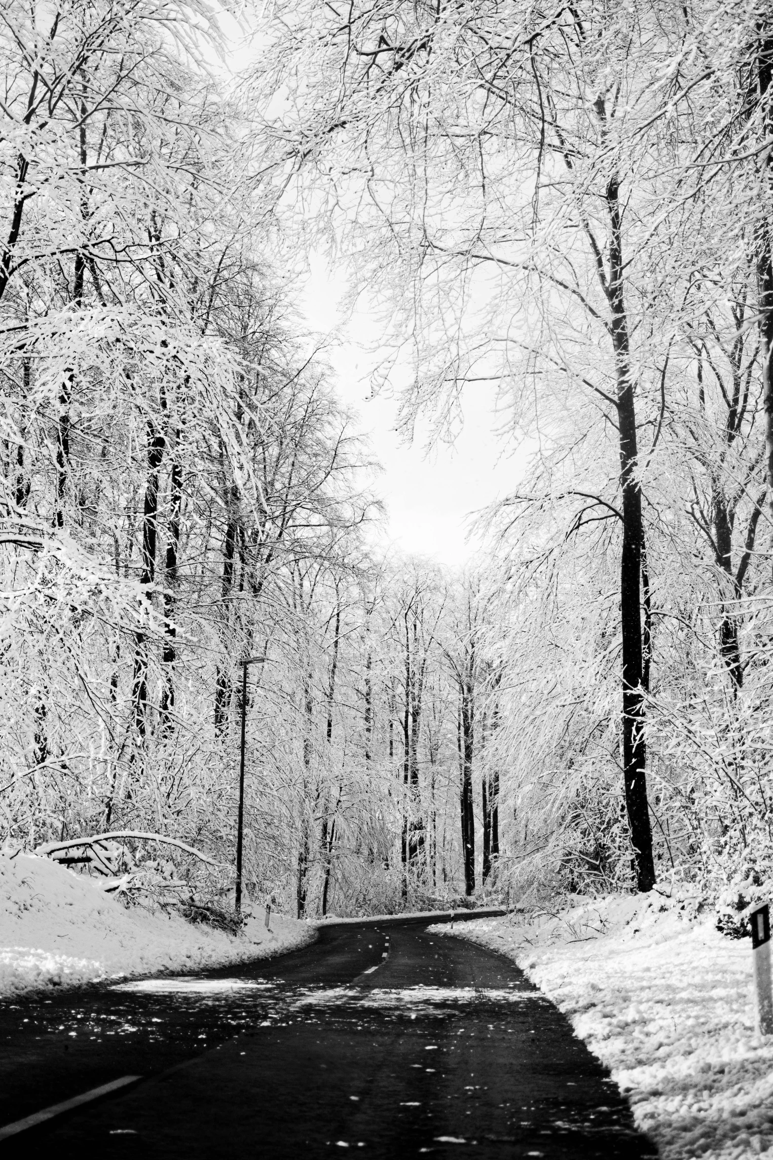 a winter scene with trees covered in snow