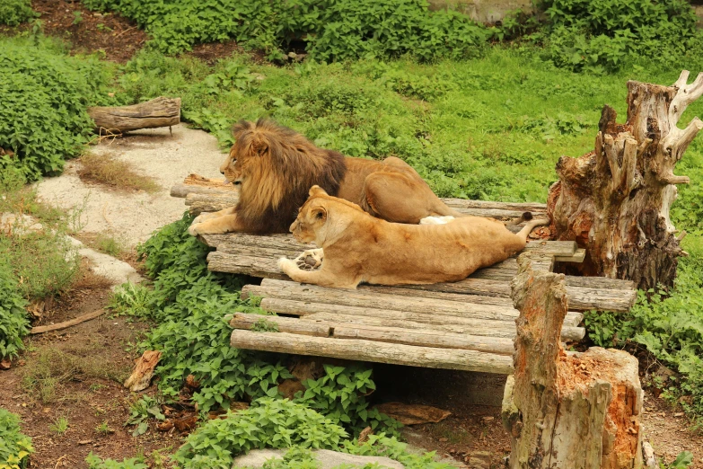 two lions lounge on a bench with an opening in the back