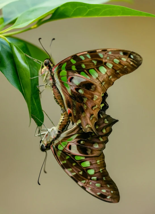 two erflies on top of green leaves