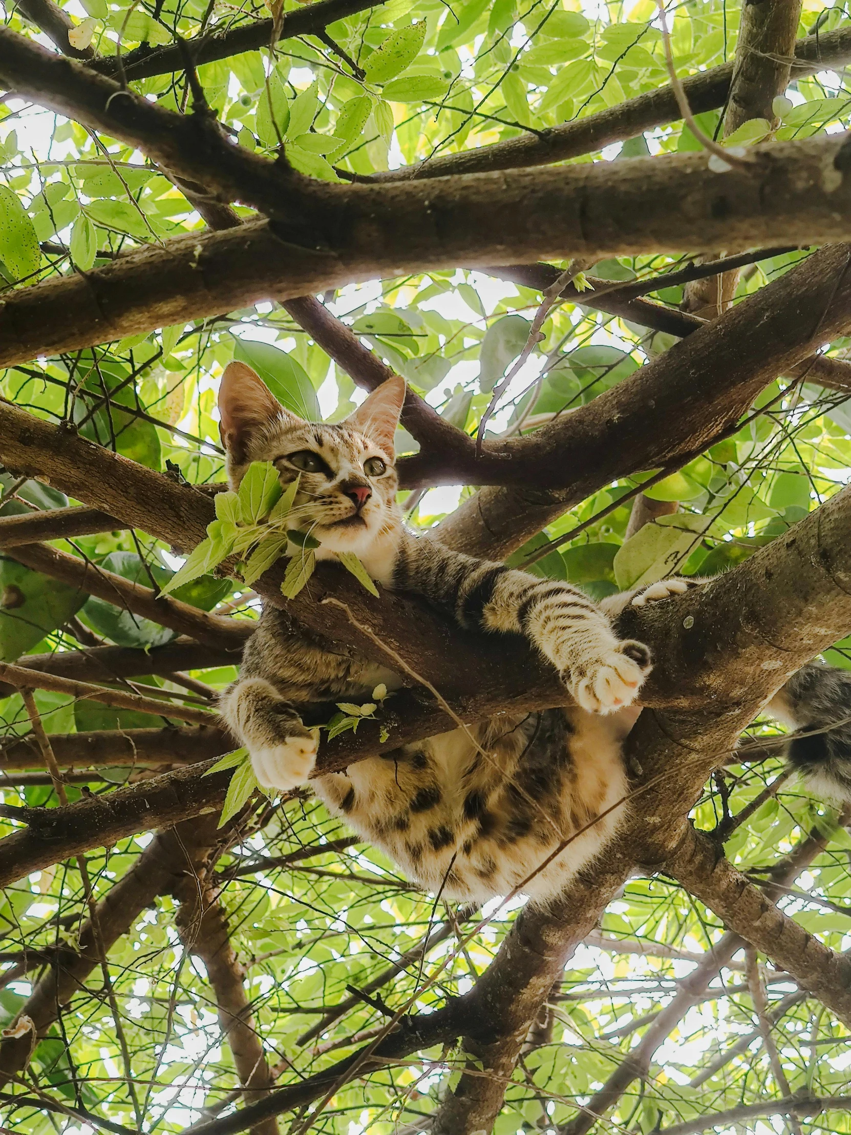 a cat is in a tree that is looking up