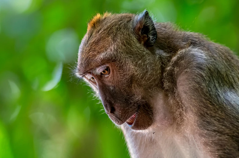 a monkey with his tongue open looking to the side