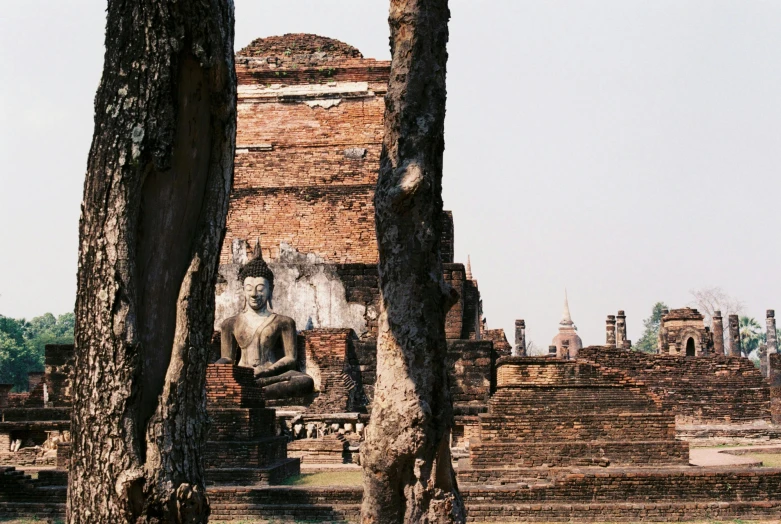 an elephant is standing next to some trees